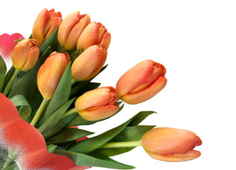 Bouquet of orange tulips isolated on a white background