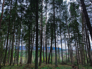 Mysterious pine forest in the morning. Hight quality photo