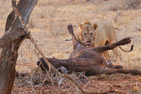 Lion with a dead African buffalo as prey.