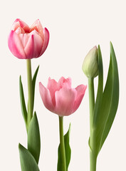 Three Pink Tulips isolated on a white background.