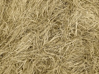Dried grass in close up, top view, background for nature.