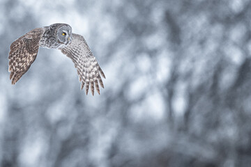 Great Grey Owl