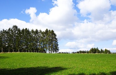 Beautiful grass landscape with trees in  Malmedy, Belgian Ardennes, Belgium.