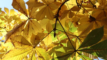 Paseando por Granada 