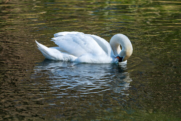 Schwan im Fluss