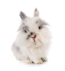 angora Mini Lop