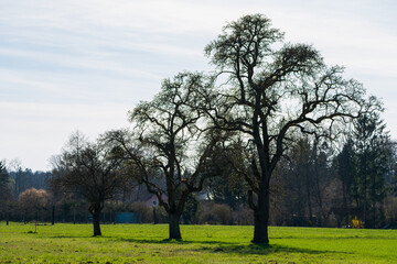 markante Bäume auf einem Feld