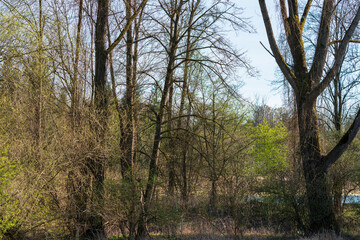 Obraz premium Traunufer