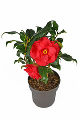 Blooming red Camellia Japonica flower in pot on white background