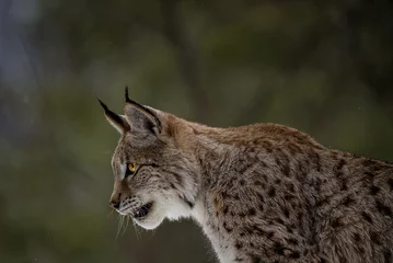 Fotobehang Lynx Lynx  © Josh Myers