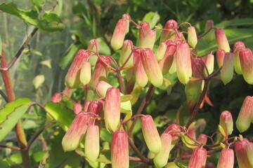 Nature photography in India