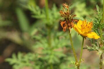 Nature photography in India