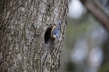 Nuthatch using mud to prepare the nest site