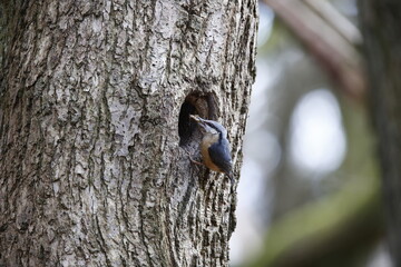 Nuthatch using mud to prepare the nest site