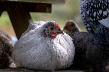 Lavender orpington rests on a picnic bench with other pet chickens in the backyard