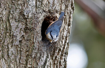 Nuthatch using mud to prepare the nest site