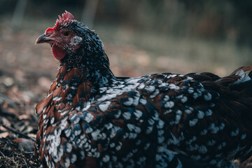 Old speckled sussex hen resting on the ground of the backyard