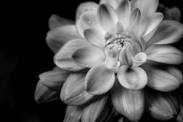 Black and white dahlia flower in bloom