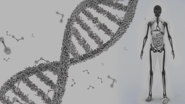 Animation of dna strand spinning over human body model