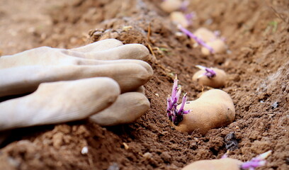 Potato purple close-up selective focus. Potatoes are seedlings for planting in the spring in the ground.
