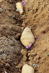 Potato purple close-up selective focus. Potatoes are seedlings for planting in the spring in the ground.