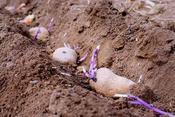 Potato purple close-up selective focus. Potatoes are seedlings for planting in the spring in the ground.