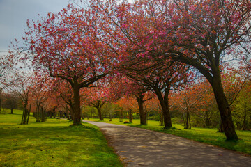 Cherry Blossom Season in Liverpool, UK Has Arrived