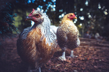 Silver Grey Dorking chicken free ranging in wooded backyard