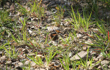 A specimen of Red Admiral (Vanessa atalanta) a medium-sized butterfly with black wings, red bands, and white spots. The red admiral is widely distributed but migrates north in spring