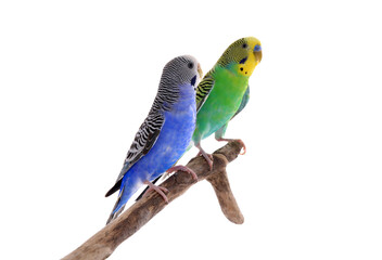 Two beautiful parrots perched on branch against white background. Exotic pets - obrazy, fototapety, plakaty