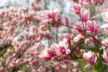 Fototapeta na wymiar magnolia tree blossom background. pink flower on the branch in summer. natural soft bokeh of a botanical garden