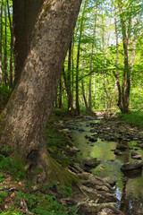 water stream in the forest. brook flows among the rocks and trees. green nature scenery on a sunny day in spring