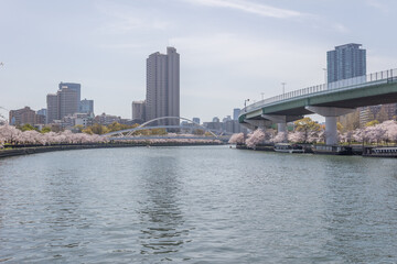 Fototapeta premium 桜が咲く大川沿いの風景