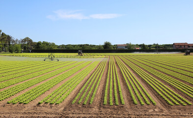 wide cultivated field with green lettuce and automatic irrigation system in summer