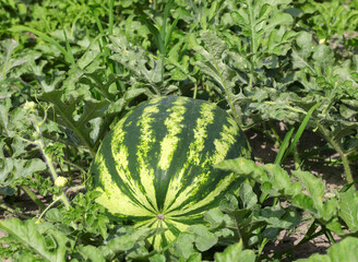 big green whole watermelon with leaves