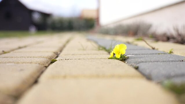 Cute small lonely green plant blooming with spring small flowers growing among concrete bricks of sidewalk outdoors. 4k natural abstract video background