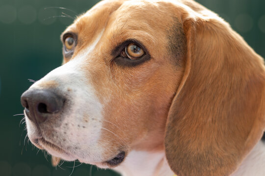 beagle dog portrait