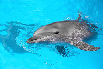 Naklejka premium Dolphin swimming in pool at marine mammal park