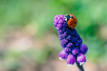 Macro photo of small spotted lady bird is sitting on top of muscari flower. Concept of peace.