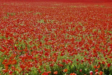 Amapolas