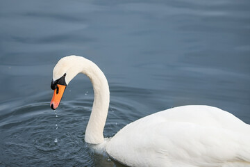 Ein Schwan