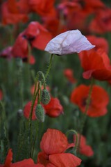 Amapolas