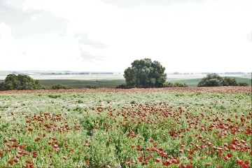 Amapolas