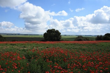 Amapolas