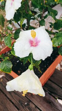 white flowrs in pot