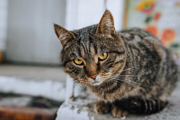 Close-up portrait of a gray cat sitting in nature.