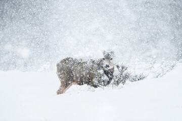 Mule deer 