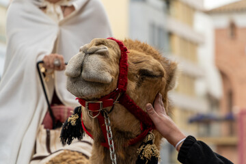 dromedary in a historical recreation of ancient rome