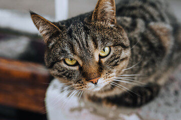 Close-up portrait of a gray cat with beautiful yellow eyes sitting in nature.