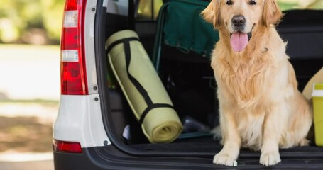 Happy golden retriever pet dog sitting inside open car boot in park